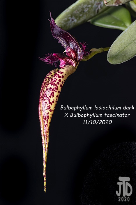 Name:  Bulbophyllum lasiochilum darkxB. fascinator2 11102020.jpg
Views: 1282
Size:  94.9 KB