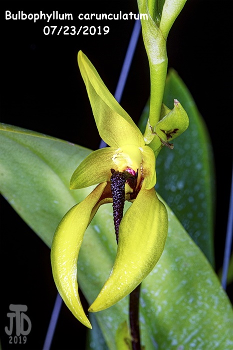 Name:  Bulbophyllum carunculatum1 07232019.jpg
Views: 125
Size:  111.0 KB