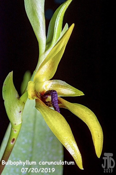 Name:  Bulbophyllum carunculatum4 07202019.jpg
Views: 120
Size:  125.5 KB