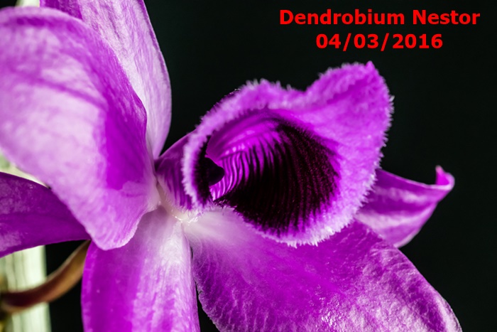 Name:  Dendrobium Nestor macro.jpg
Views: 544
Size:  120.1 KB