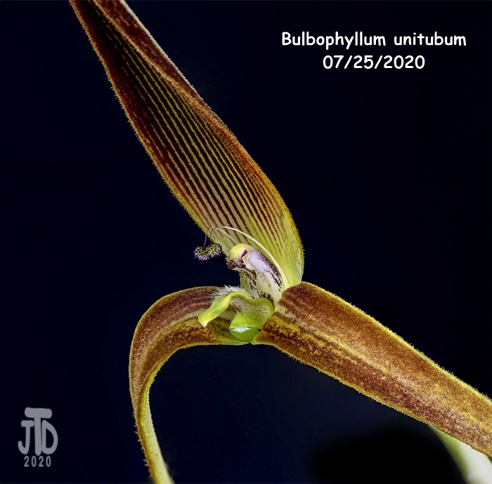 Name:  Bulbophyllum unitubum2 07252020.jpg
Views: 175
Size:  138.2 KB