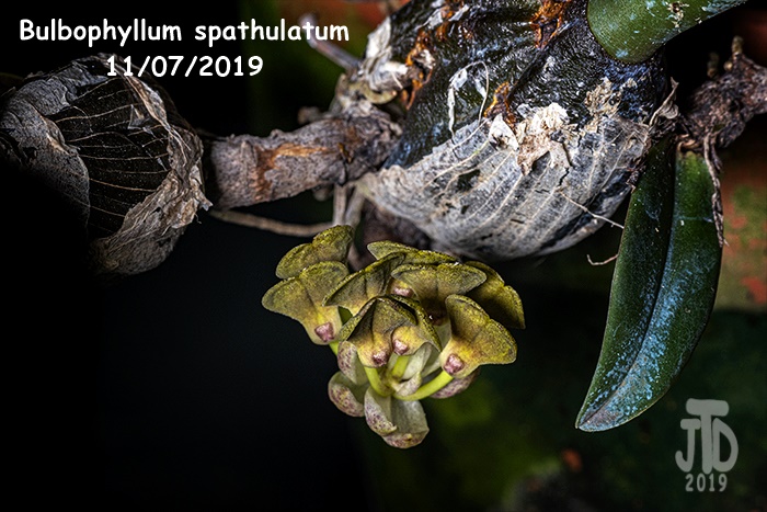 Name:  Bulbophyllum spathulatumRH1 11072019.jpg
Views: 89
Size:  159.0 KB
