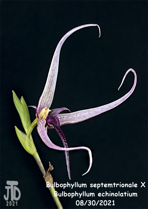 Name:  Bulbophyllum septemtrionale X B. echinolatium5 08302021.jpg
Views: 105
Size:  130.1 KB