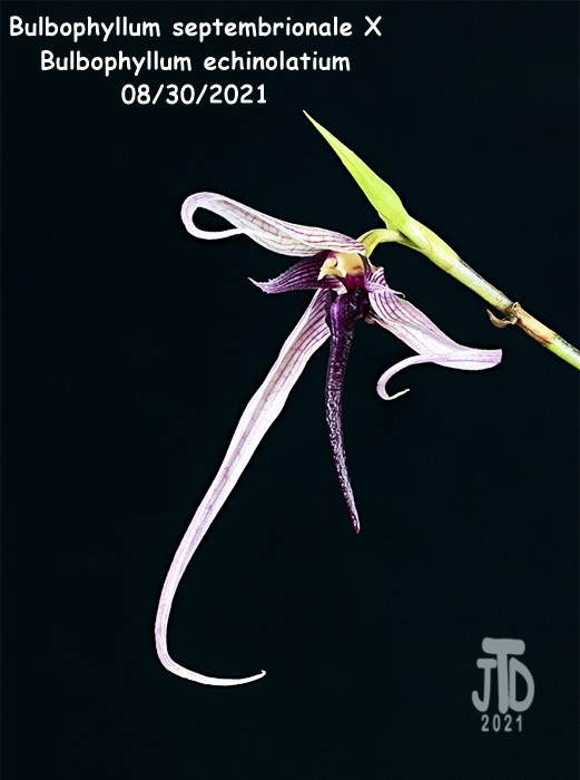 Name:  Bulbophyllum septemtrionale X B. echinolatium2 08302021.jpg
Views: 94
Size:  90.4 KB