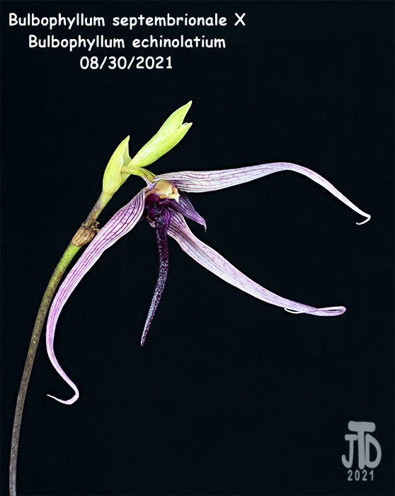 Name:  Bulbophyllum septemtrionale X B. echinolatium4 08302021.jpg
Views: 96
Size:  101.1 KB