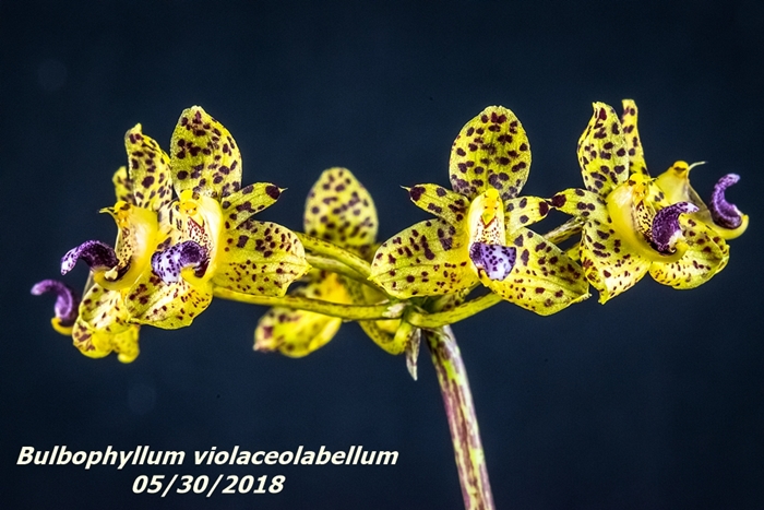 Name:  Bulbophyllum violaceolabellum2 100mm 053018.jpg
Views: 349
Size:  265.6 KB