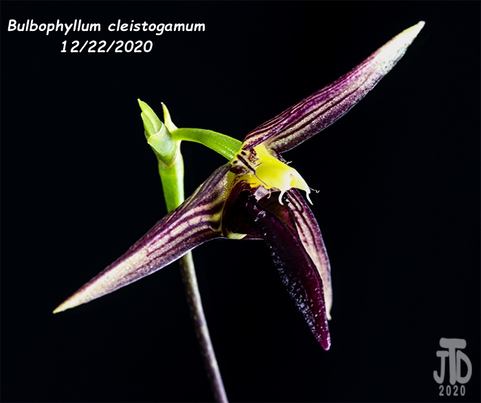 Name:  Bulbophyllum cleistogamum1 12222020.jpg
Views: 582
Size:  92.0 KB