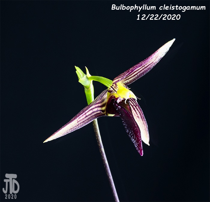 Name:  Bulbophyllum cleistogamum2 12222020.jpg
Views: 928
Size:  111.8 KB