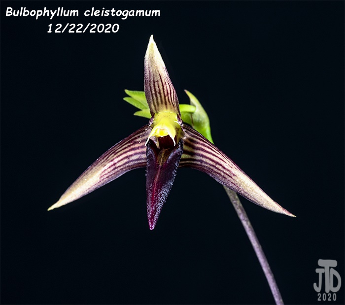 Name:  Bulbophyllum cleistogamum3 12222020.jpg
Views: 566
Size:  99.4 KB