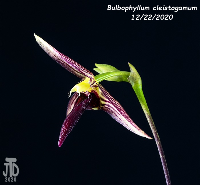 Name:  Bulbophyllum cleistogamum4 12222020.jpg
Views: 265
Size:  102.6 KB