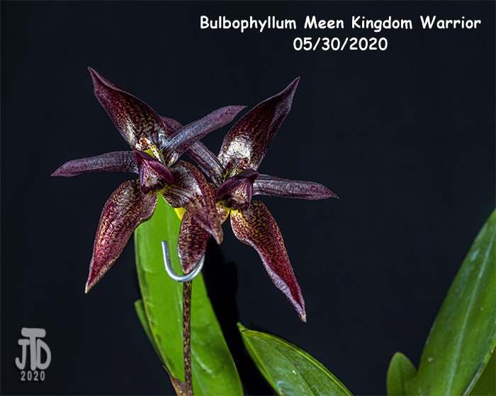 Name:  Bulbophyllum Meen Kingdom Warrior4 05302020.jpg
Views: 817
Size:  149.2 KB