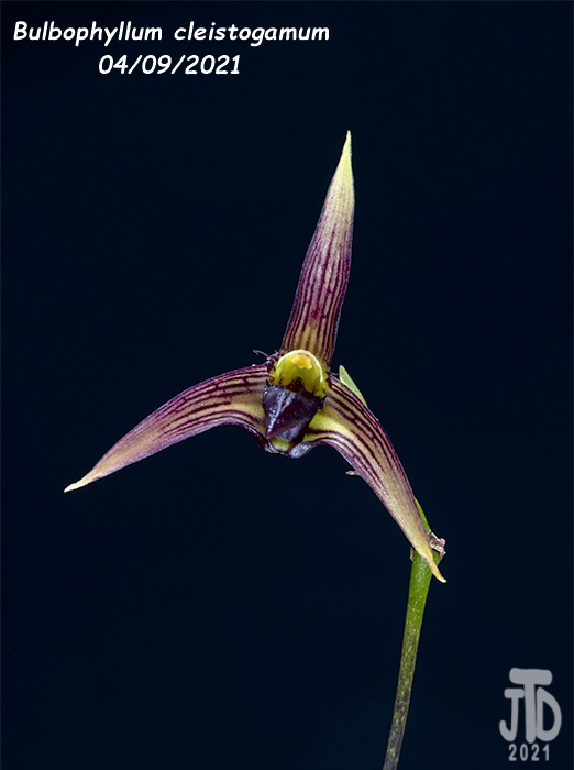 Name:  Bulbophyllum cleistogamum1 04092021.jpg
Views: 1957
Size:  76.6 KB