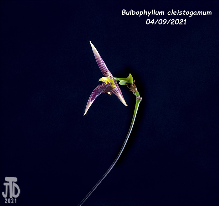 Name:  Bulbophyllum cleistogamum2 04092021.jpg
Views: 1333
Size:  114.0 KB