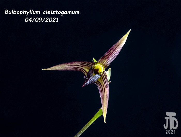 Name:  Bulbophyllum cleistogamum5 04092021.jpg
Views: 1342
Size:  84.2 KB