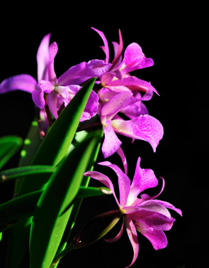 Name:  Orchids_07Dec08_02_eds.jpg
Views: 318
Size:  75.2 KB