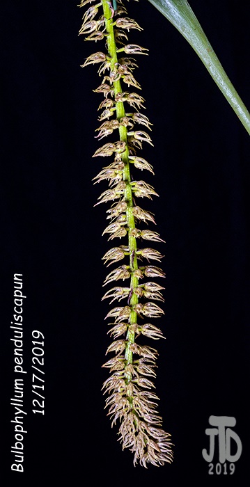 Name:  Bulbophyllum penduliscapun3 12172019.jpg
Views: 298
Size:  99.9 KB