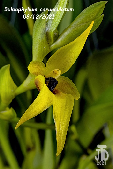 Name:  Bulbophyllum carunculatum1 08122021.jpg
Views: 891
Size:  121.3 KB