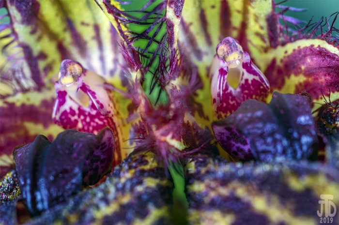 Name:  Bulbophyllum Crownpoint 'Algonquin' AM-AOS1 02052019.jpg
Views: 133
Size:  274.8 KB