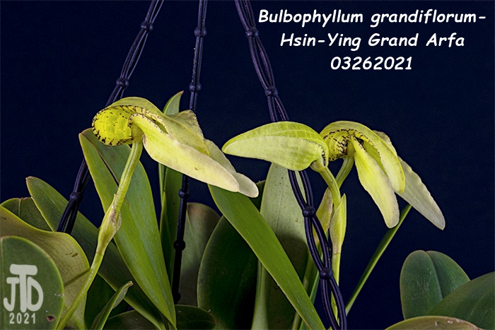 Name:  Bulbophyllum grandiflorum-Hsin-Ying Grand Arfa2 03262021.jpg
Views: 60
Size:  151.7 KB