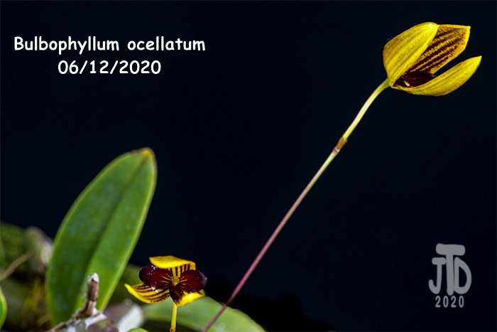 Name:  Bulbophyllum ocellatum4 06122020.jpg
Views: 214
Size:  102.5 KB