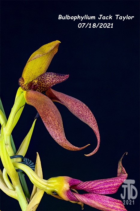 Name:  Bulbophyllum Jack Taylor4 07182021.jpg
Views: 88
Size:  125.2 KB