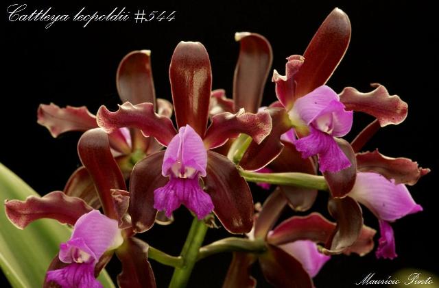 Name:  Cattleya leopoldii #544 RV.jpg
Views: 1581
Size:  75.4 KB