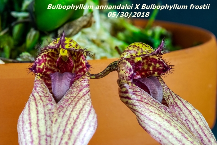 Name:  Bulbophyllum annandalei X Bulbophyllum frostii2 100mm 053018.jpg
Views: 253
Size:  285.0 KB
