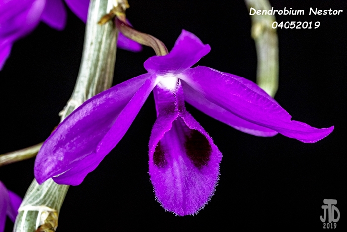 Name:  Dendrobium Nestor2 04042019.jpg
Views: 332
Size:  221.1 KB