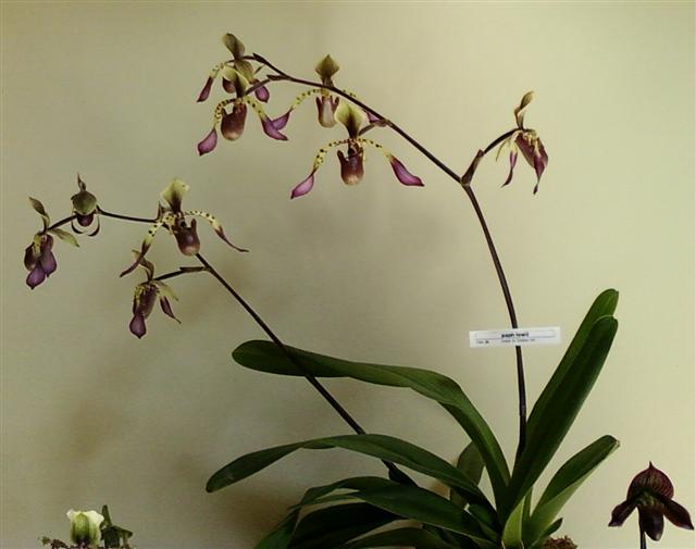 Name:  paph lowii (Small).jpg
Views: 5892
Size:  40.5 KB
