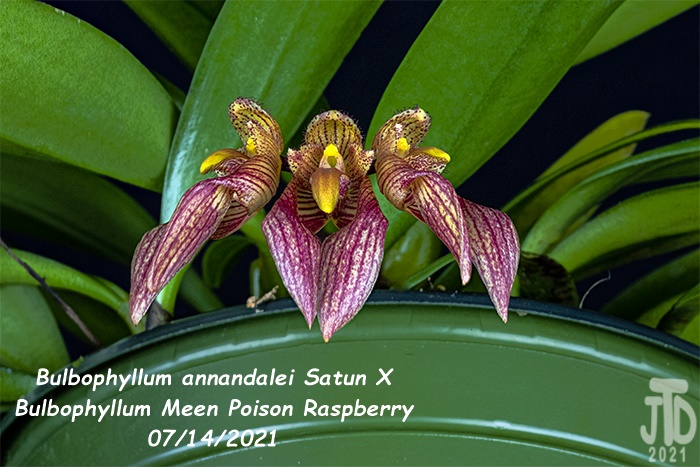 Name:  Bulbophyllum annandalei Satun X Bulbo. Meen Poison Raspberry5 08142021.jpg
Views: 341
Size:  154.9 KB