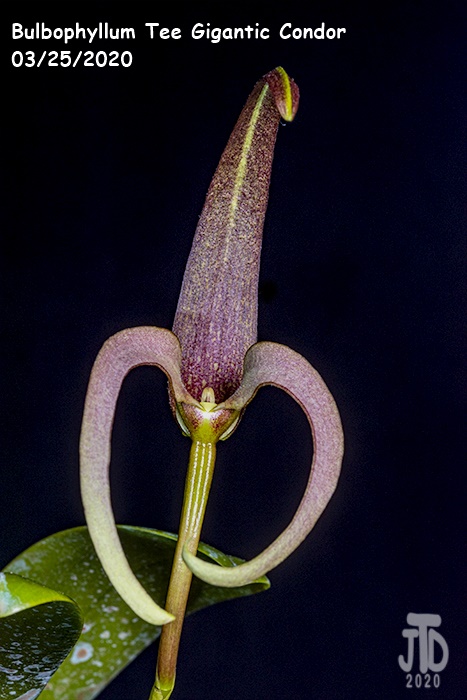 Name:  Bulbophyllum Tee Gigantic Condor2 03252020.jpg
Views: 517
Size:  120.0 KB