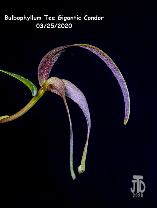 Name:  Bulbophyllum Tee Gigantic Condor3 03252020.jpg
Views: 559
Size:  75.8 KB