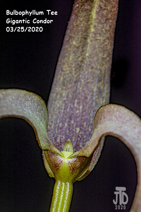 Name:  Bulbophyllum Tee Gigantic Condor4 03252020.jpg
Views: 819
Size:  160.5 KB