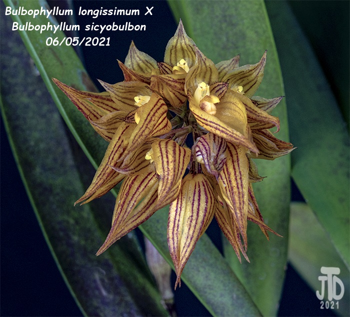 Name:  Bulbophyllum longissimum X Bulb. sicyobulbon5 06052021.jpg
Views: 1219
Size:  202.3 KB