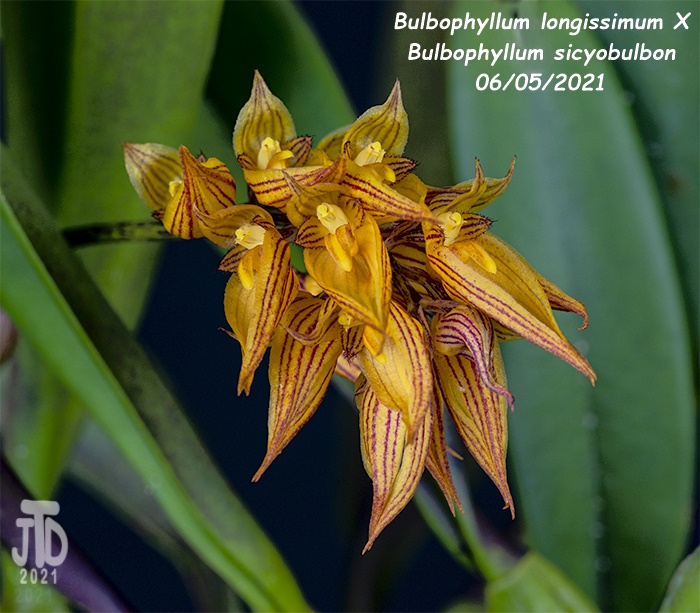Name:  Bulbophyllum longissimum X Bulb. sicyobulbon2 06052021.jpg
Views: 1279
Size:  171.4 KB