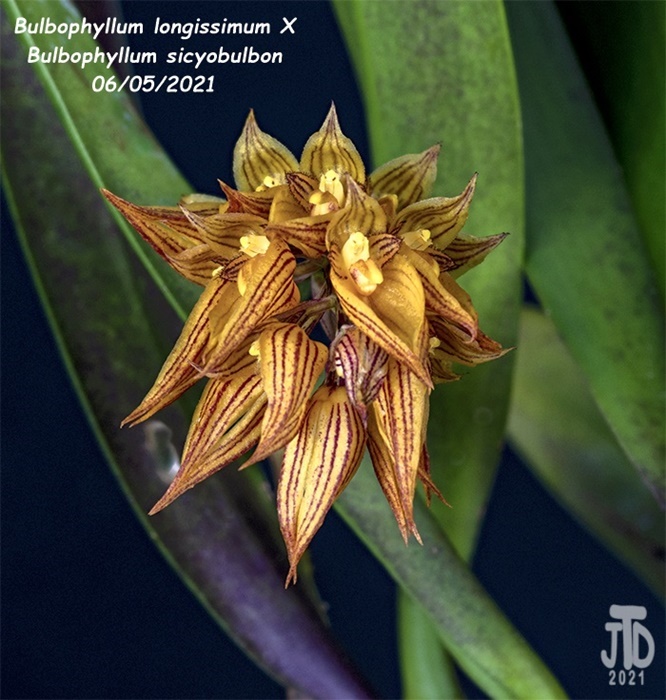 Name:  Bulbophyllum longissimum X Bulb. sicyobulbon3 06052021.jpg
Views: 1250
Size:  191.4 KB