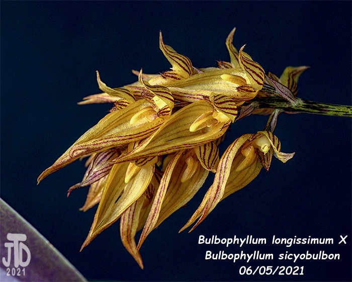 Name:  Bulbophyllum longissimum X Bulb. sicyobulbon4 06052021.jpg
Views: 1371
Size:  180.8 KB