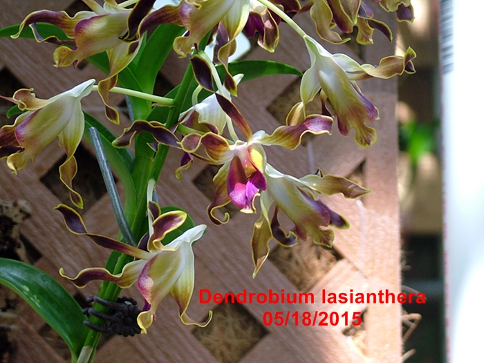 Name:  Dendrobium lasianthera2.JPG
Views: 328
Size:  303.6 KB
