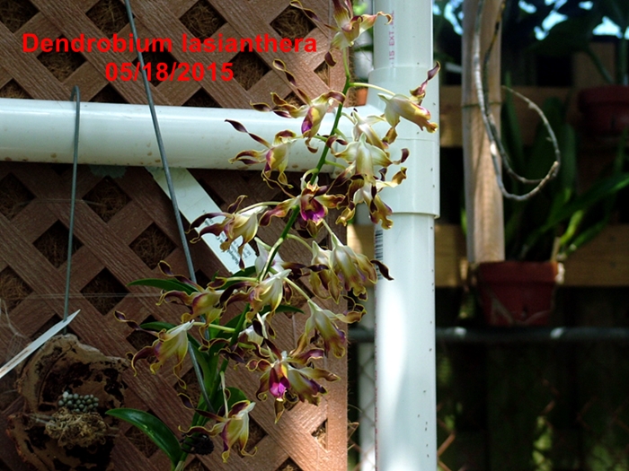 Name:  Dendrobium lasianthera.JPG
Views: 299
Size:  313.9 KB