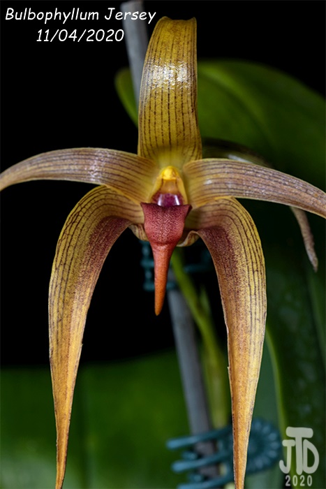 Name:  Bulbophyllum Jersey1 11042020.jpg
Views: 644
Size:  104.9 KB