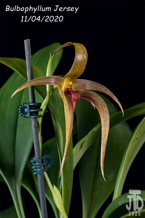 Name:  Bulbophyllum Jersey4 11042020.jpg
Views: 287
Size:  208.0 KB