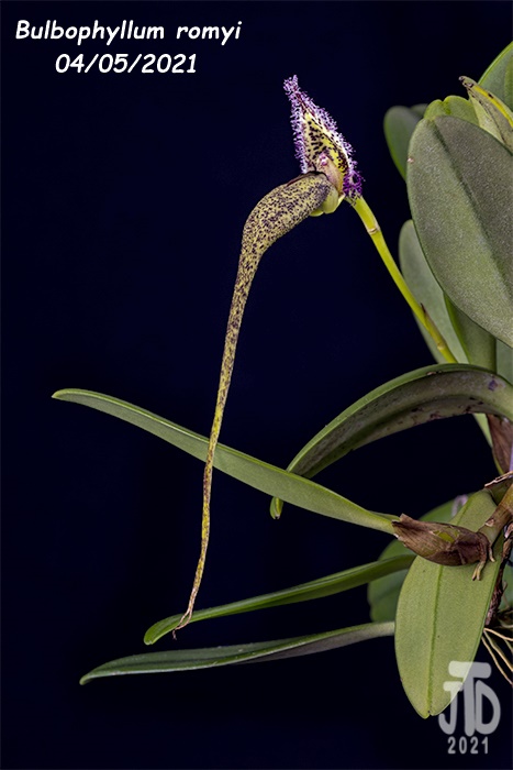Name:  Bulbophyllum romyi2 0405221.jpg
Views: 1306
Size:  127.6 KB