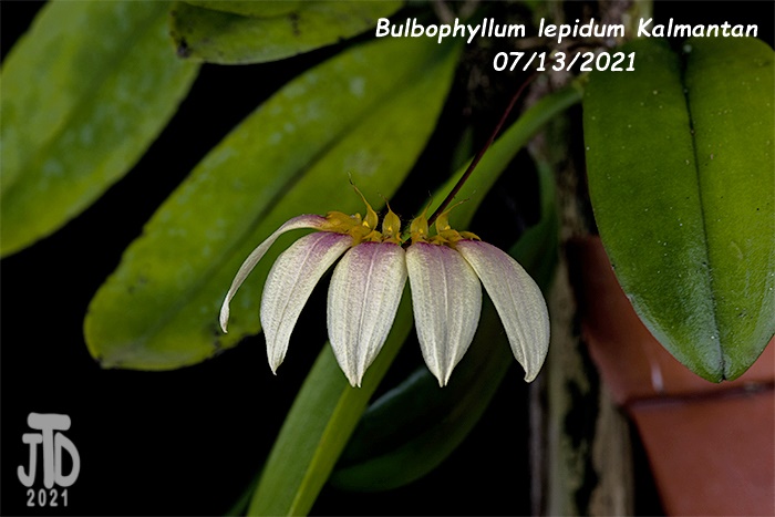 Name:  Bulbophyllum lepidum Kalimantan3 08122021.jpg
Views: 1332
Size:  114.6 KB
