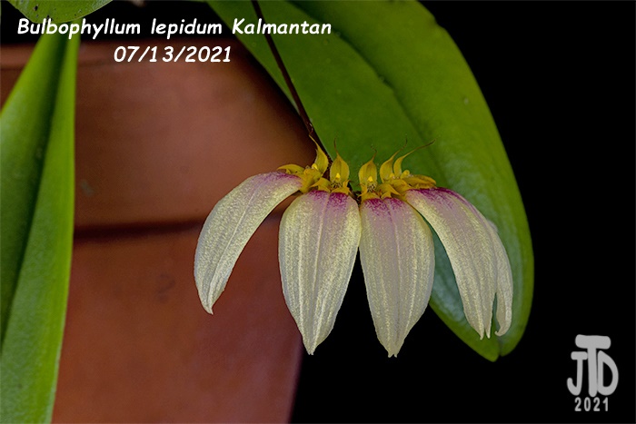 Name:  Bulbophyllum lepidum Kalimantan5 08122021.jpg
Views: 566
Size:  101.1 KB