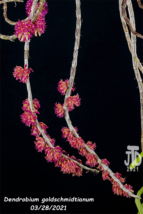 Name:  Dendrobium goldschmidtianum4 03282021.jpg
Views: 567
Size:  129.0 KB