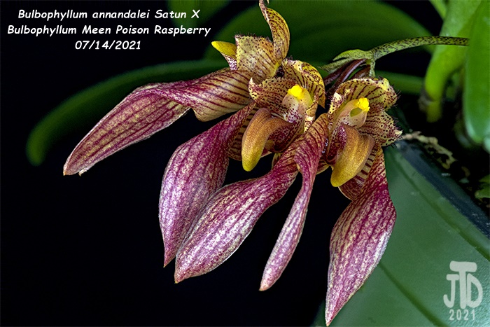 Name:  Bulbophyllum annandalei Satun X Bulbo. Meen Poison Raspberry1 08142021.jpg
Views: 1048
Size:  145.7 KB