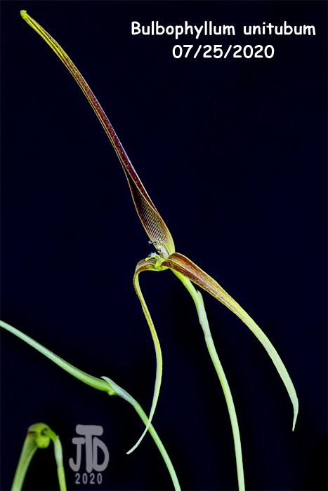 Name:  Bulbophyllum unitubum3 07232020.jpg
Views: 154
Size:  91.5 KB
