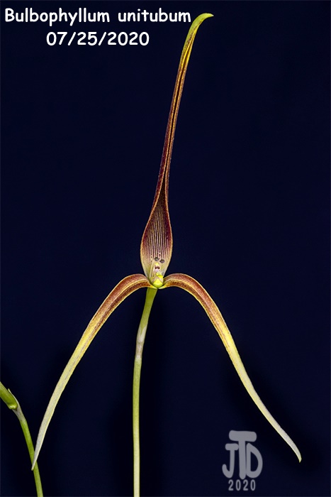 Name:  Bulbophyllum unitubum4 07232020.jpg
Views: 211
Size:  87.3 KB