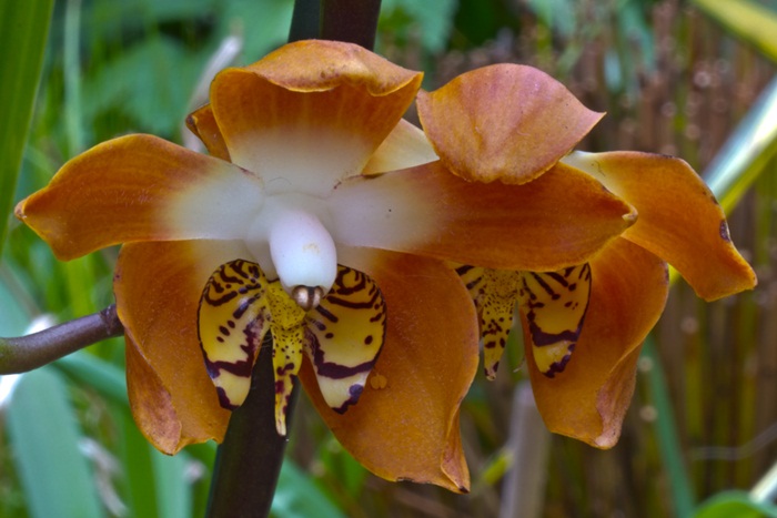 Name:  Orchids 22-24.jpg
Views: 1081
Size:  100.6 KB