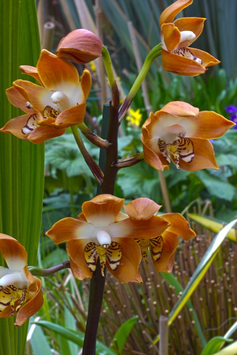 Name:  Orchids 28-30.jpg
Views: 933
Size:  125.6 KB
